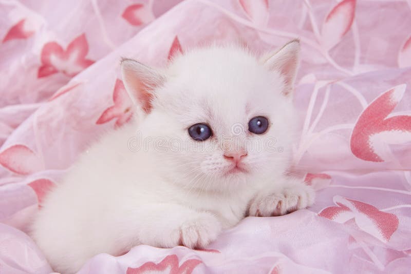 Con mèo con British đực trắng là những chú mèo cực kỳ tinh nghịch và đáng yêu. Với bộ lông mềm mại và đôi mắt xanh quyến rũ, chúng luôn thu hút sự chú ý của mọi người. Hãy xem ảnh của chúng để tận hưởng sự dễ thương và dịu dàng mà chúng mang lại.