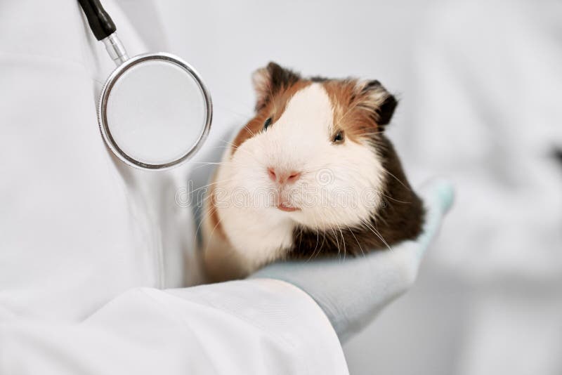 Cute White and Brown Hamster Close Up. Stock Image - Image of medical, hospital: 146926629 Cute White and Brown Hamster Close Up. Stock Image - Image of medical, hospital: 146926629