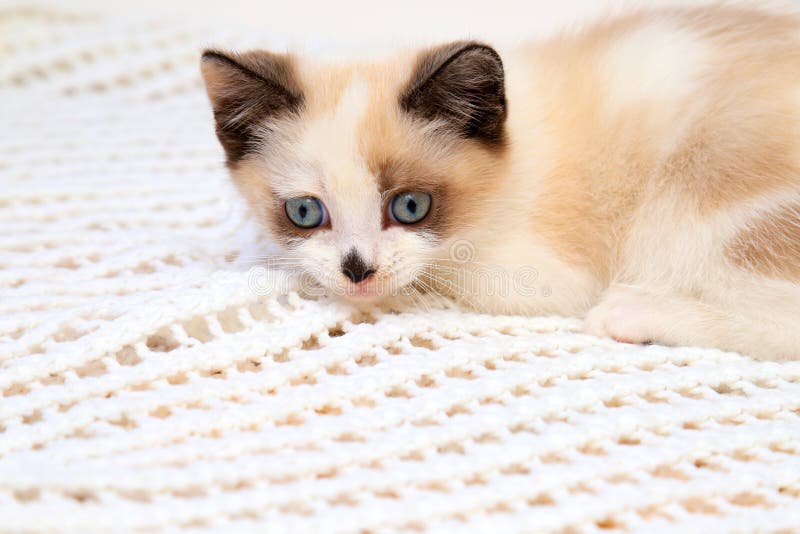 A cute white and brown kitten, a British Shorthair, lies on a soft lace plaid. Little beautiful cat with blue eyes is looking stock images A cute white and brown kitten, a British Shorthair, lies on a soft lace plaid. Little beautiful cat with blue eyes is looking stock images