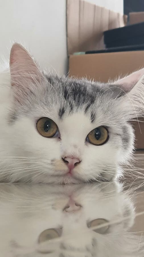 Cute White Cat stock photo. Image of white, animal, calm 256339918