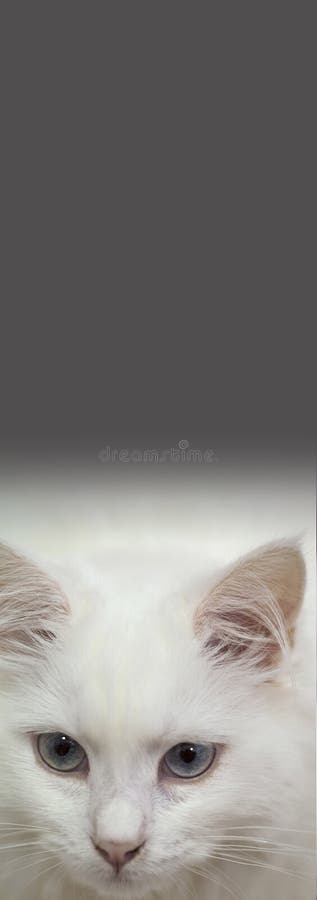 Cute White Cat with Big Eyes Stock Image - Image of animal, animals ...