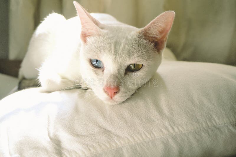 Cute white cat with blue and yellow eyes sleeping on pillow in bedroom . home concept idea . adopt animal idea backgroud