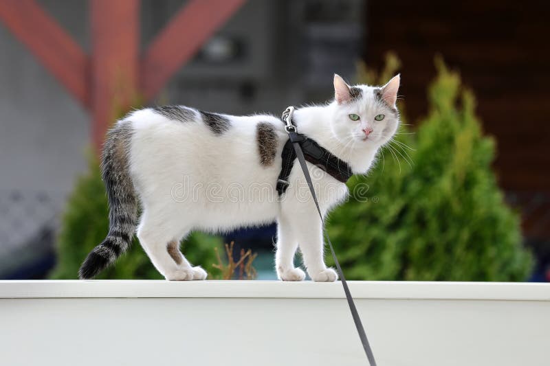Cute White Cat on a Leash Walks on the Porch Railing Stock Image