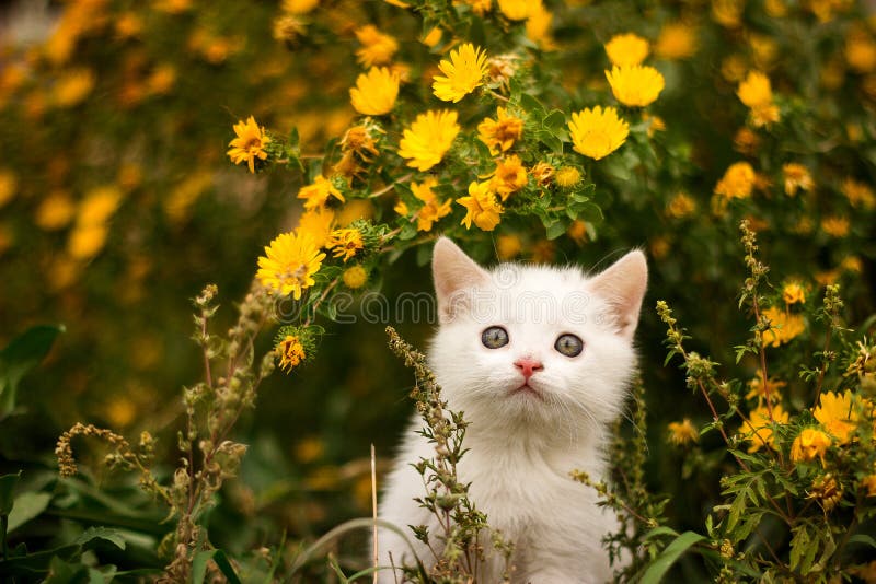 Cute White Cat Looking Up To Something in the Garden Stock Photo - Image of green, background: 140475060 Cute White Cat Looking Up To Something in the Garden Stock Photo - Image of green, background: 140475060