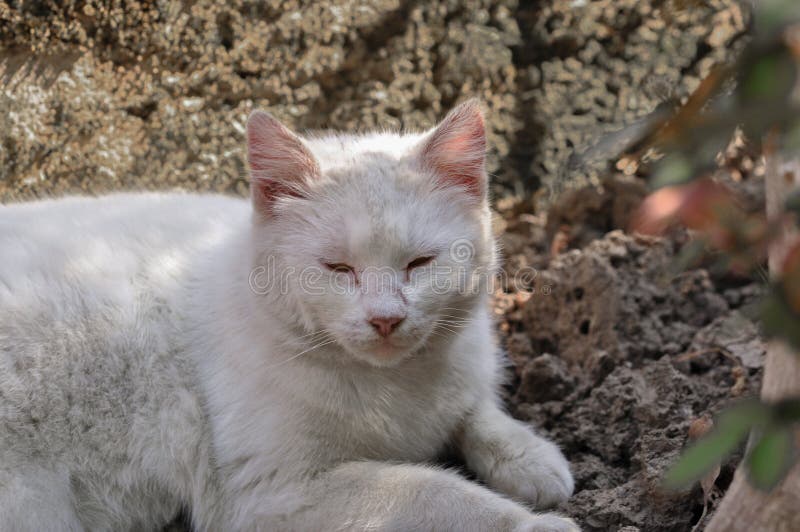 Cute white cat lying in the courtyard on a beautiful sunny day royalty free stock photos Cute white cat lying in the courtyard on a beautiful sunny day royalty free stock photos