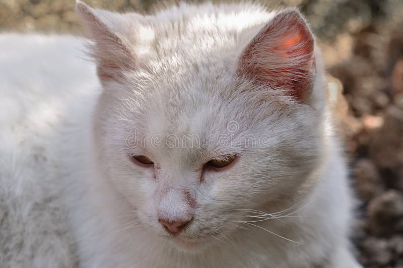 Cute white cat lying in the courtyard on a beautiful sunny day stock photography Cute white cat lying in the courtyard on a beautiful sunny day stock photography