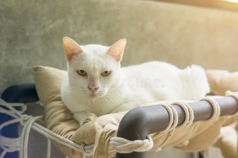 Cute White Cat Sitting in a Room Stock Image Image of kitty, face