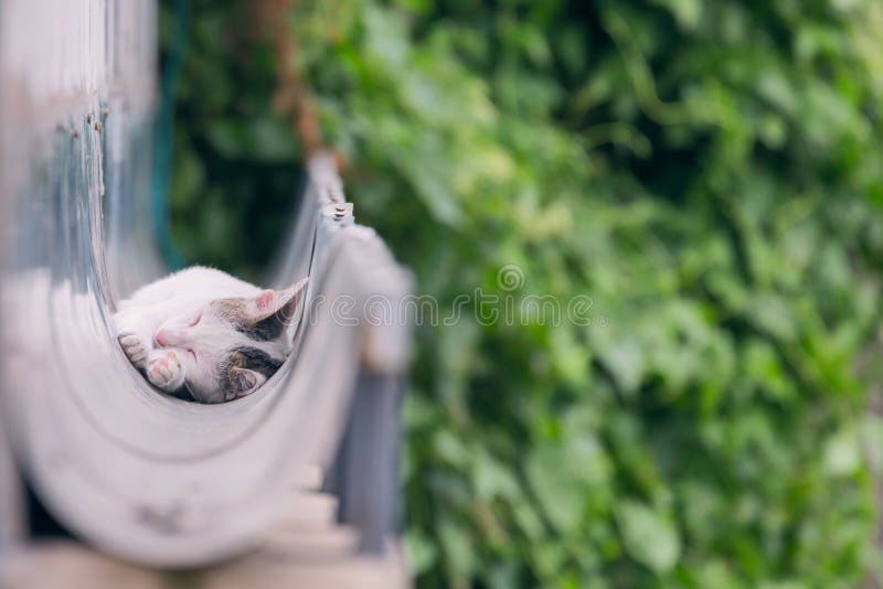 Cute white cat sleep stock photo. Image of small, green 89619592