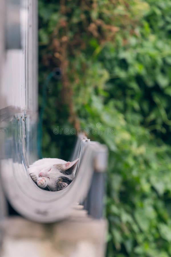 Cute white cat sleep stock image. Image of nature, sitting 89619637