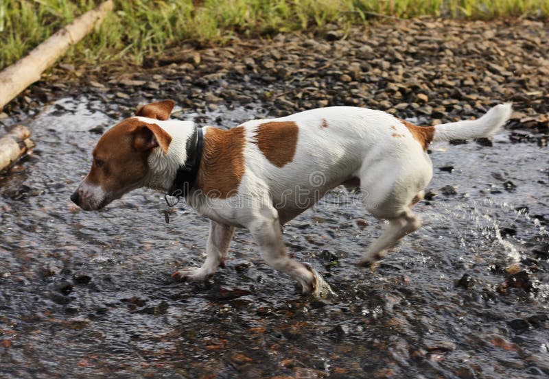 Cute White Dog with Brown Spots in the Lake Stock Photo Image of lake