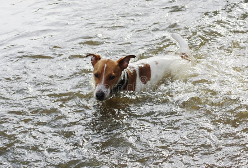 Cute White Dog with Brown Spots in the Lake Stock Photo Image of park