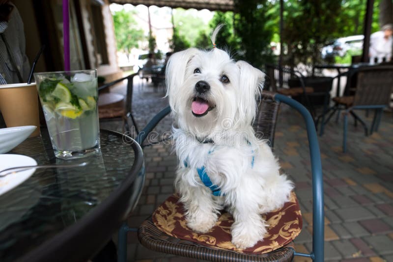 Cute white dog in cafe