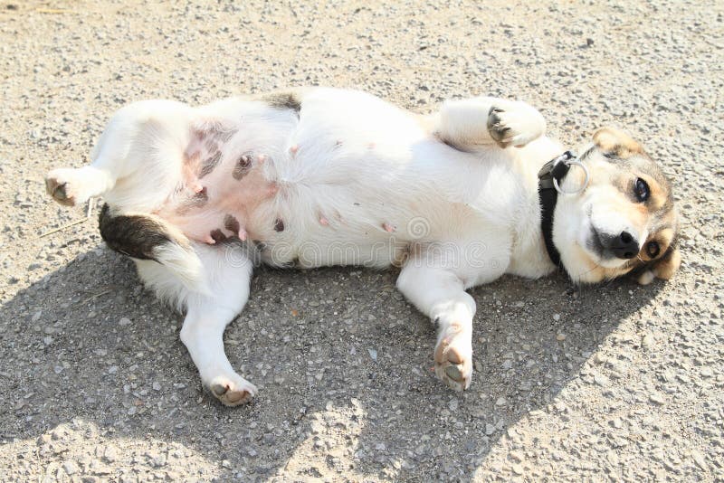 Cute white dog