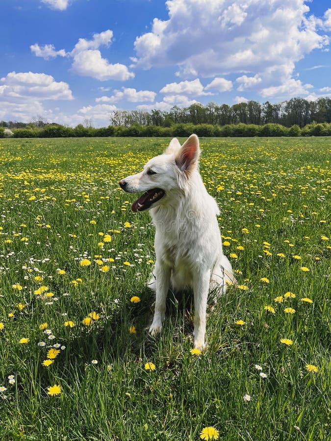 Cute White Dog Sitting among Yellow Wildflowers in Sunny Meadow. Summer ...