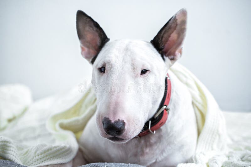 A Cute White English Bull Terrier Is Sleeping On A Bed ...