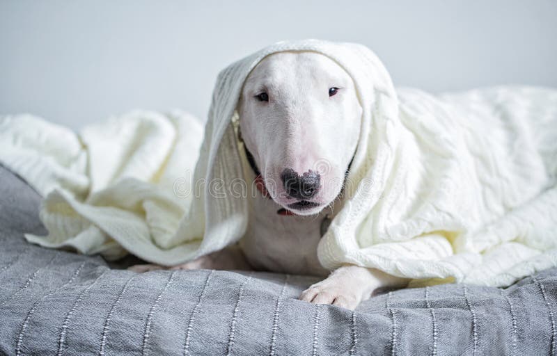 A Cute White English Bull Terrier Is Sleeping On A Bed ...