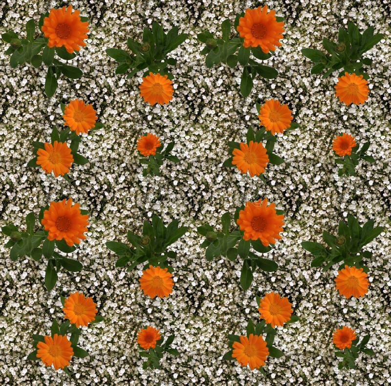 Cute White Flower Seamless Background Stock Photo Image of background