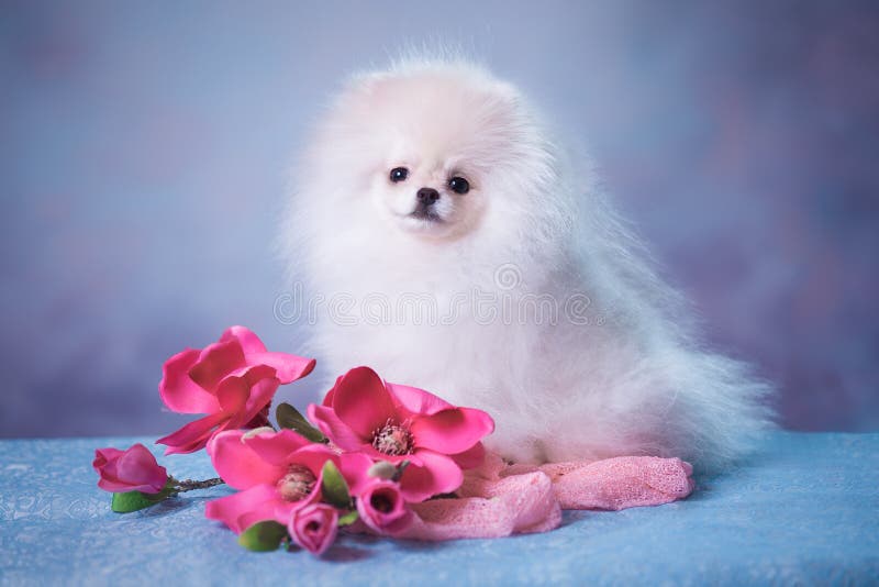 Cute White fluffy puppy stock photo. Image of funny - 112737324