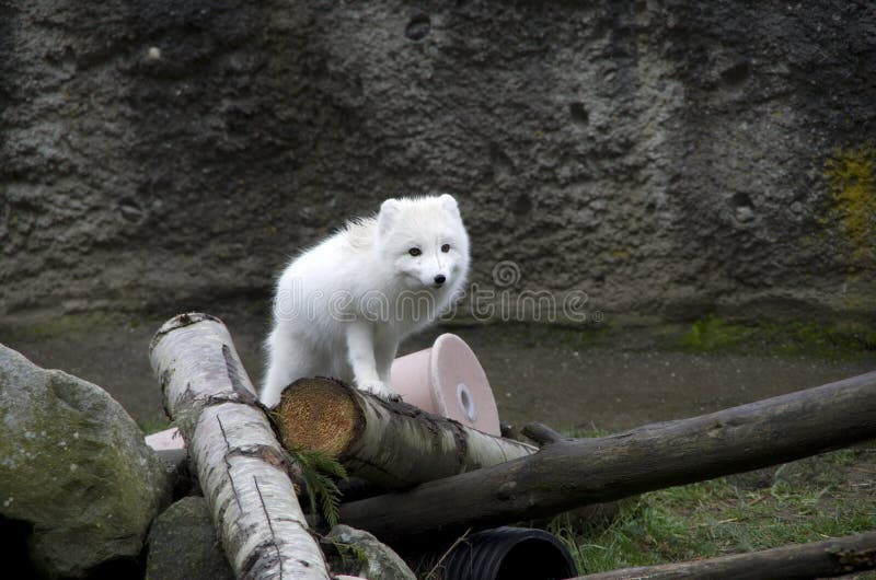 White fox in Point Defiance Zoo and Aquarium