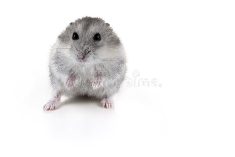 grey and white hamster