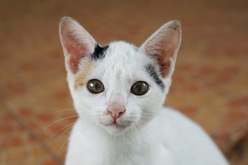 Cute White Cat in Thailand Retro Filter Effect Stock Image - Image of ...