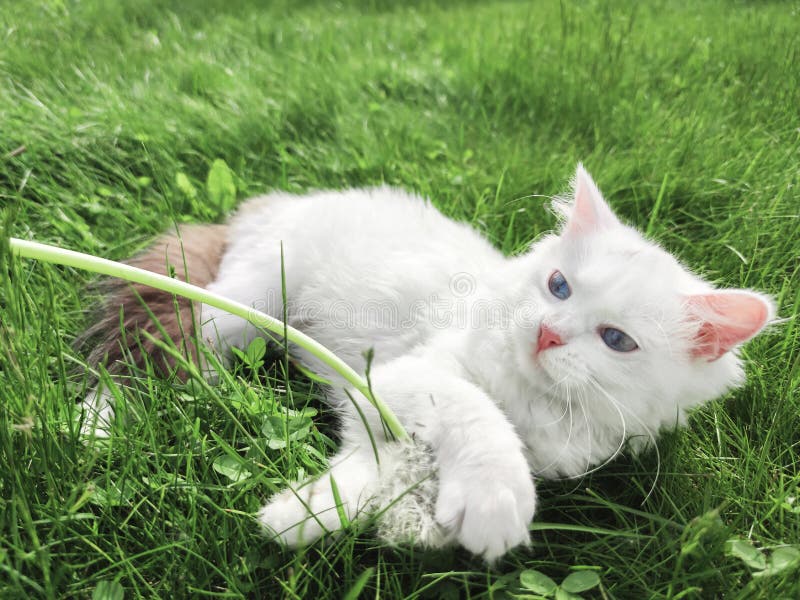 6,293 Kitten Wallpaper Stock Photos - Free & Royalty-Free Stock Photos from Dreamstime 6,293 Kitten Wallpaper Stock Photos - Free & Royalty-Free Stock Photos from Dreamstime