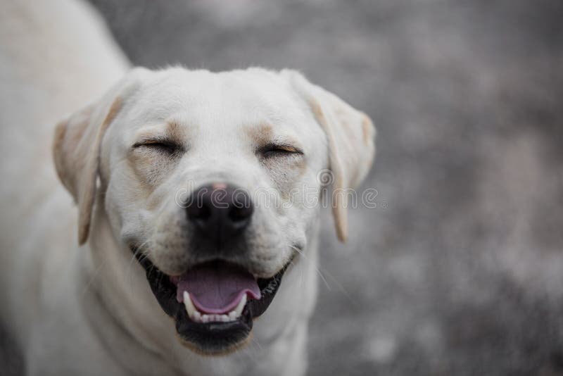 Funny Looking Labrador Dog with a Funny Expression Stock Photo - Image of looking, labrador: 117641770 Funny Looking Labrador Dog with a Funny Expression Stock Photo - Image of looking, labrador: 117641770