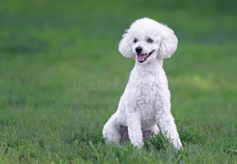 Cute White Male Poodle Puppy Stock 