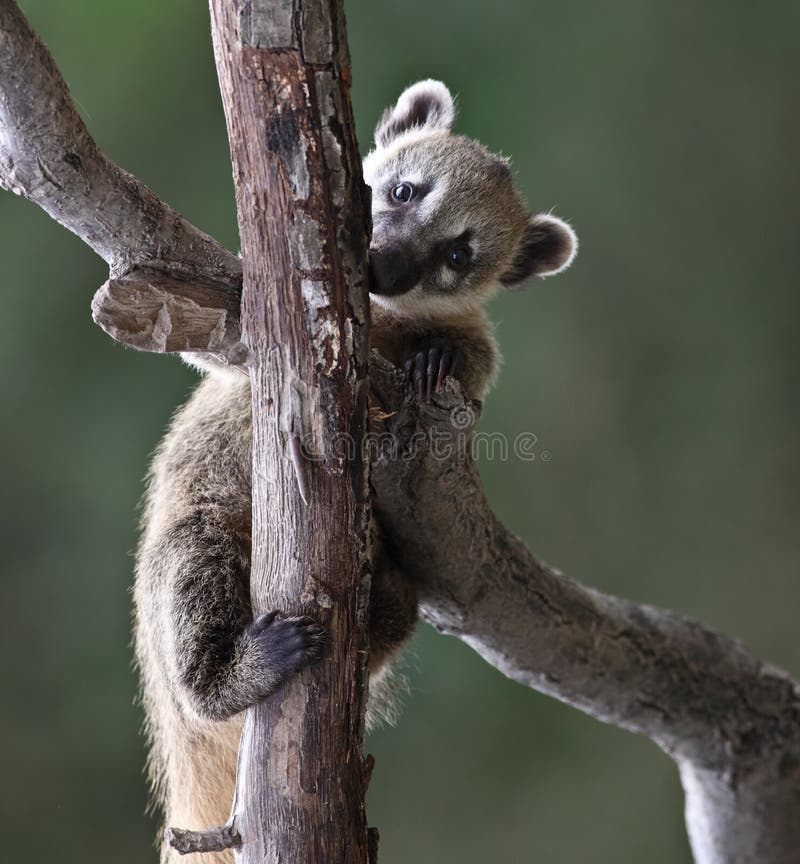 Cute White-nosed Coati