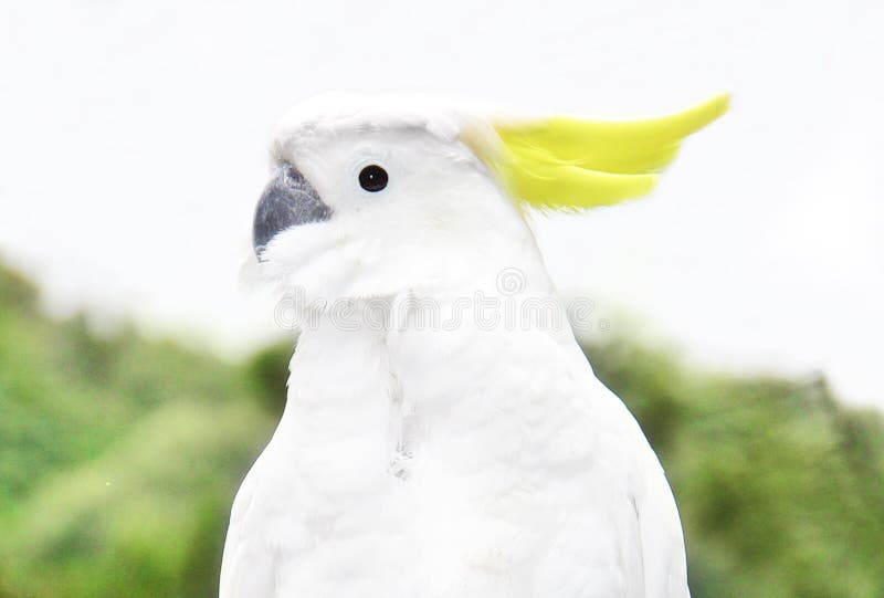 Cute White parrot sitting on a branch stock photo