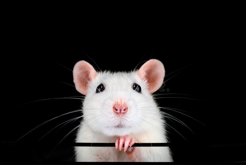 [Image: cute-white-pet-rat-portrait-black-backgr...356032.jpg]