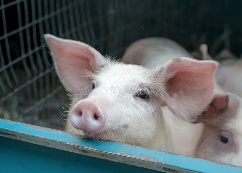 Cute white pink meat breed pig on sale at the local village market stock photo Cute white pink meat breed pig on sale at the local village market stock photo