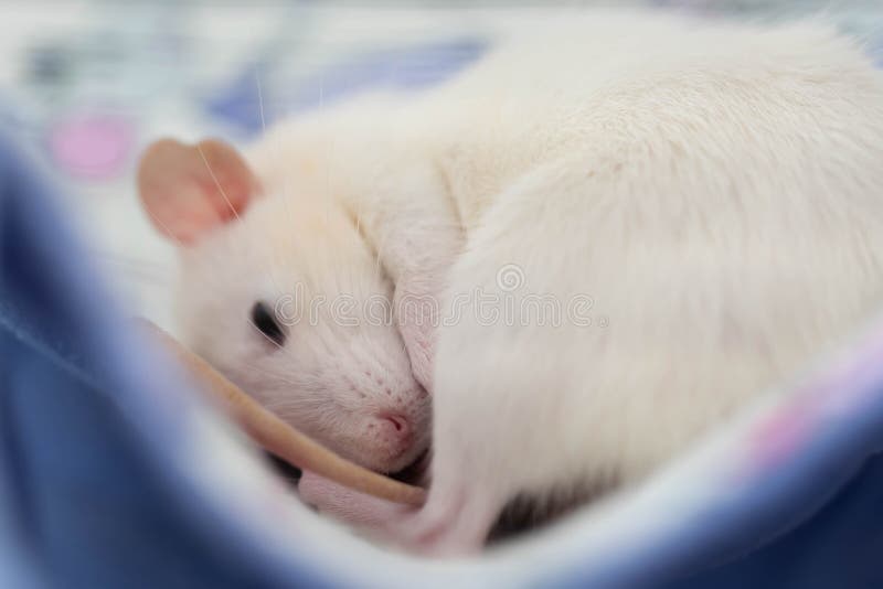 A Cute White Rat Sleeps Curled Up in a Ball. Stock Image Image of