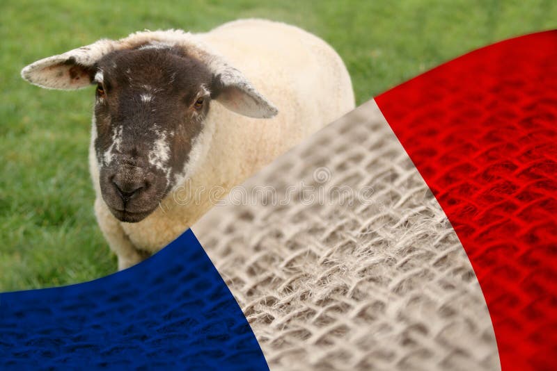 Cute White Sheep Stands in the Camera on a Green Meadow and the State Flag  of France, the Concept of Animal Husbandry, Sheep Stock Photo - Image of  independence, negotiation: 170041138