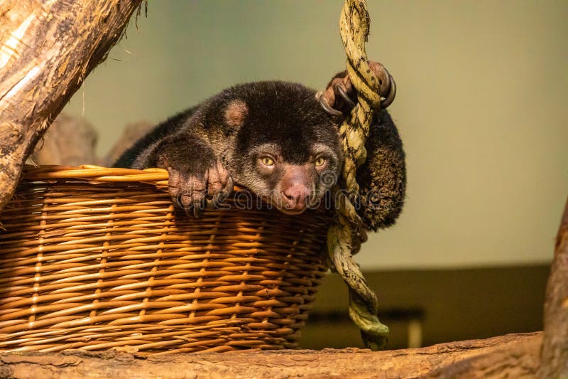 cute wild bear cuscus aulirops ursinus arboreal against blure background. protect rare animals in zoo concept