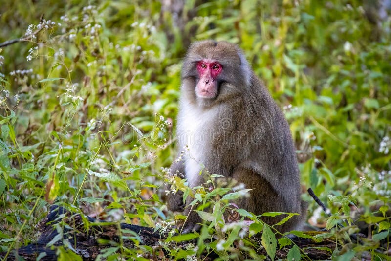 Cute wild japanese snow monkey portrait in Nikko national park