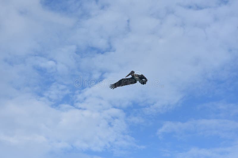 Adorable wild pelican flying through the blue sky royalty free stock photography Adorable wild pelican flying through the blue sky royalty free stock photography