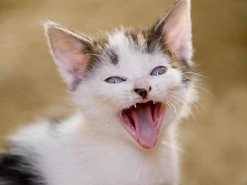 Cute yawning kitten