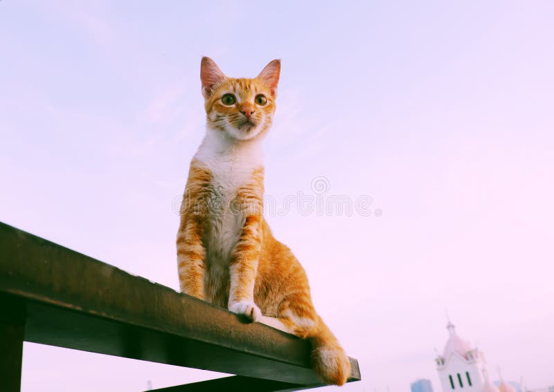 Cute yellow cat lying on the wall with emotion face and looking forward under blue sky stock photos Cute yellow cat lying on the wall with emotion face and looking forward under blue sky stock photos