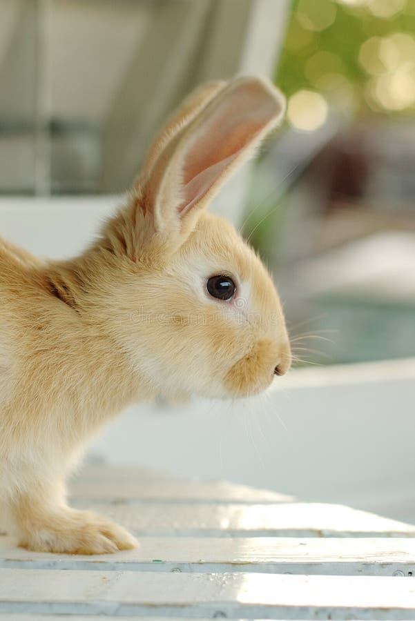 Cute yellow rabbit stock image. Image of fluffy, animal 123038701