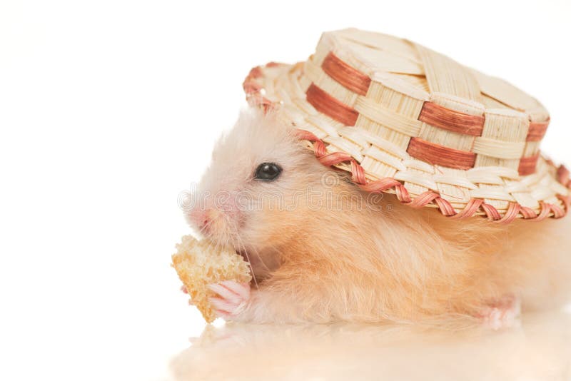 Cute yellow young home hamster in hat on white