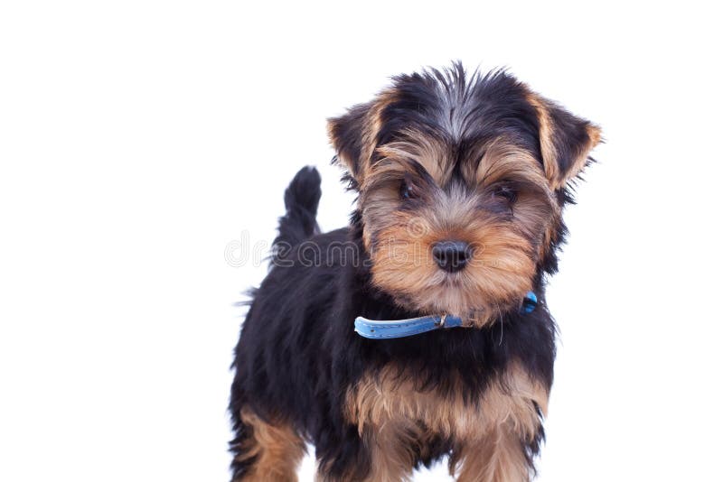 Cute yorkshire with blue collar stock photos