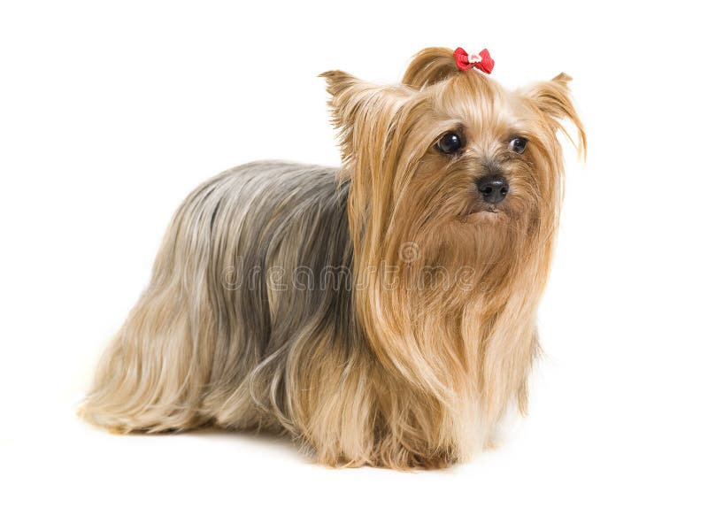 Cute yorkshire dog royalty free stock photo