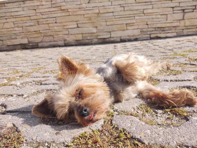 Roztomilý yorkshirský pes ležiaci pes na ulici. Slovensko