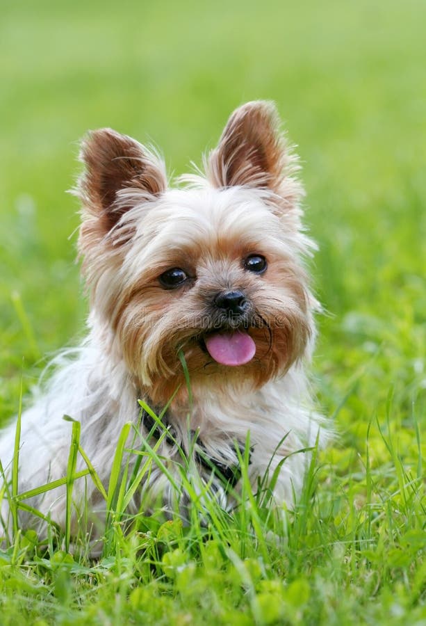 Cute yorkshire terrier royalty free stock photography