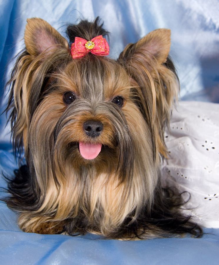 Cute Yorkshire terrier stock image