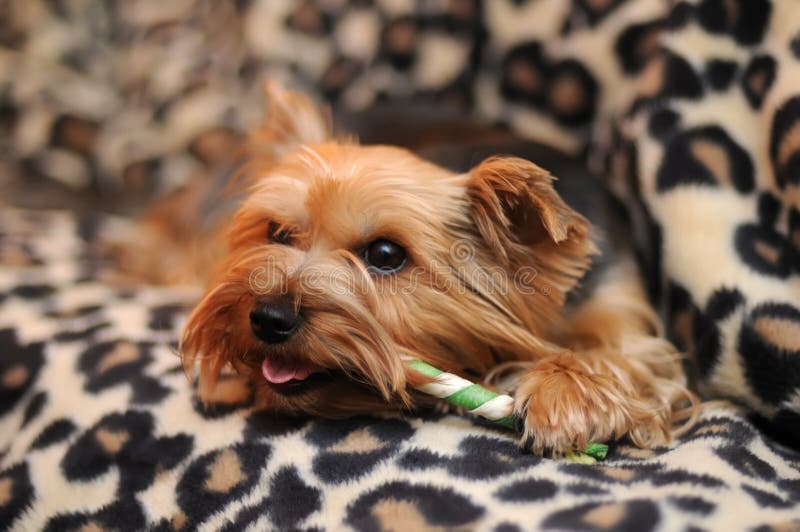 Cute Yorkshire Terrier royalty free stock images
