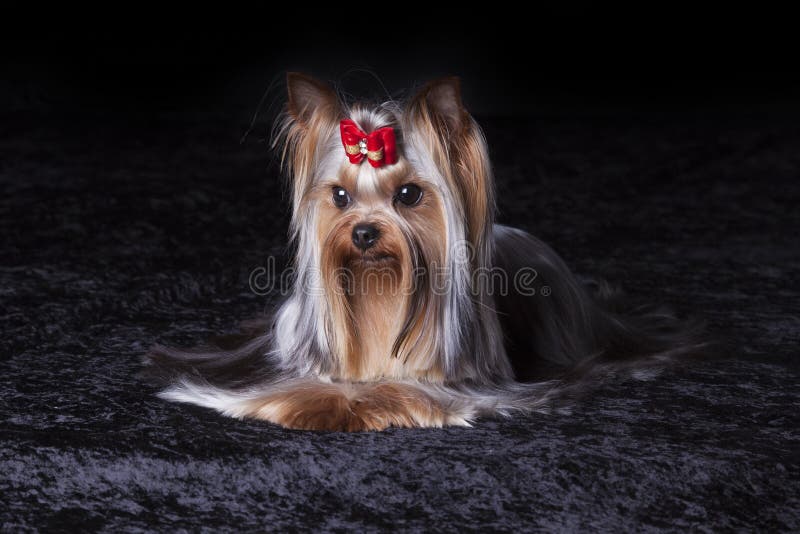 Cute Yorkshire Terrier on black blanket royalty free stock image