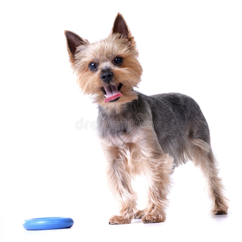 A cute Yorkshire Terrier with a blue rubber ring royalty free stock images