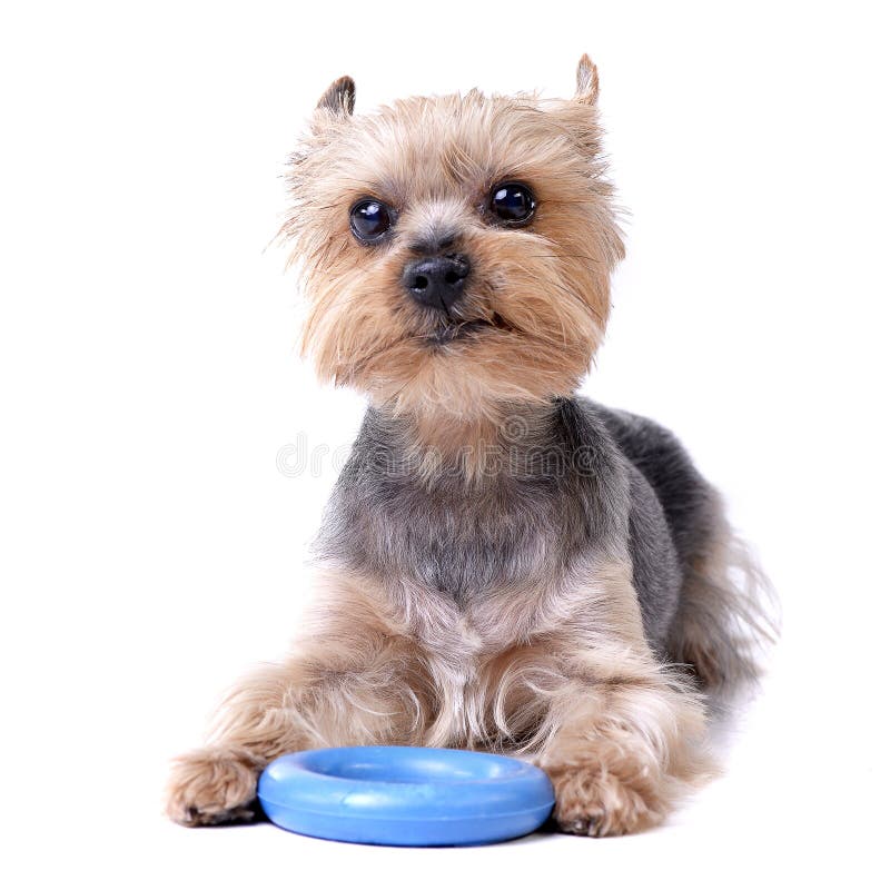 A cute Yorkshire Terrier with a blue rubber ring stock images
